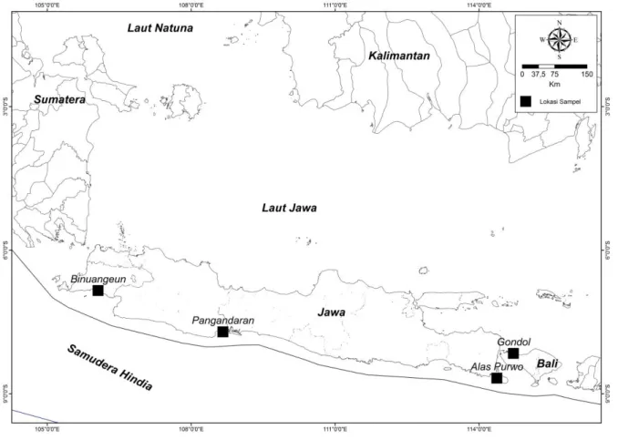 Figure 1. Sampling Location of Haliotis squamata population in the southern waters of Java  and Bali
