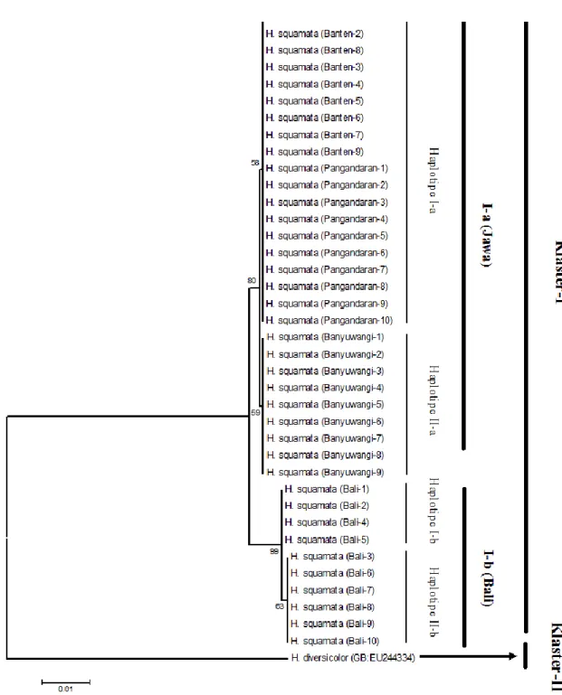Figure 2. Phylogenetic reconstruction of H. squamata populations.  3.2.  Pembahasan 
