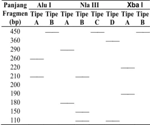 Tabel 1.  Ukuran Sekuen Teramplifikasi, Jum- Jum-lah Situs dan Fragmen Daerah Kontrol  Region MtDNA Kakap Merah  (Lutja-nus Malabaricus) di Laut Jawa Hasil  Digesti Enzim Restriksi