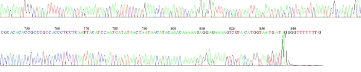 Gambar 7. Elektroforegram sampel 1  &gt;141117-03_M07_16_12S_RNA_F.ab1  855  TCCGGAAACAGGGGGGATGGCAGAAGGACACTTCAAGTAGCCCATTACGC  CTTGCTTAACCACACCCCCACGGGATACAGCAGTGACTAAAATTAAGCCA  TGAACGAAAGTTTGACTAAATCACAATTATTCAGGGTCGGTAAATTTCGT  GCCAGCCACCGCGGTCATACGAT