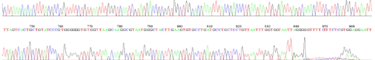 Gambar 8 elektroforegram sampel 2 12S rRNA R  &gt;141117-03_O07_16_12S_RNA_R.ab1  888  CTCCAGTCATAGATGTTACTGTCGTTTTGTTTGTATGTTATTAGTTATAT  GATTGGATGTAATTGAGGAGGGTGACGGGCGGTGTGTGCGCGTCCTATTG  CCTATTTCAATTAAGCTCTCTATTCTTAATTTACTGCTAAATCCTCCTTC  GATATCTTAGGTT