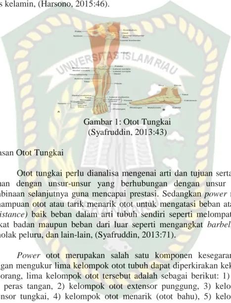 Gambar 1: Otot Tungkai  (Syafruddin, 2013:43)  b.  Batasan Otot Tungkai 