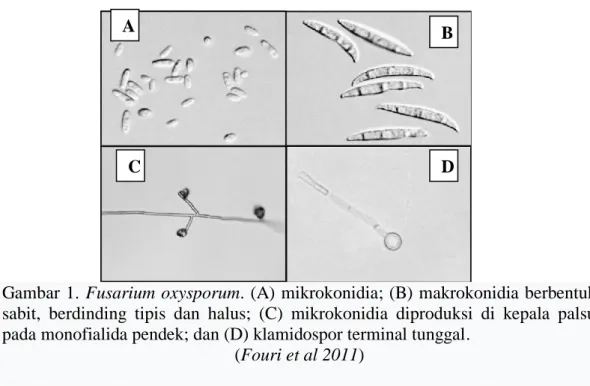 Gambar 1. Fusarium oxysporum. (A) mikrokonidia; (B) makrokonidia berbentuk  sabit,  berdinding  tipis  dan  halus;  (C)  mikrokonidia  diproduksi  di  kepala  palsu  pada monofialida pendek; dan (D) klamidospor terminal tunggal