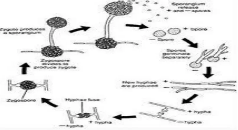 Gambar 3. Siklus hidup Fusarium oxysporum  (Hardiyanti1992.wordpress.com)  Faktor-Faktor yang Mempengaruhi Penyakit 