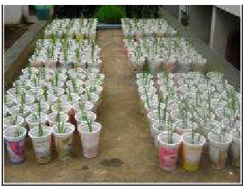 Gambar 3. Kegiatan pengujian potensi inokulum dengan menggunakan tanaman inang sorgum selama lima minggu di rumah kaca  