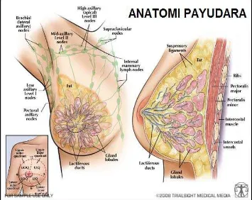 Gambar 2.1. Anatomi Payudara (Trialsightmedicalmedia.com, 2008) 