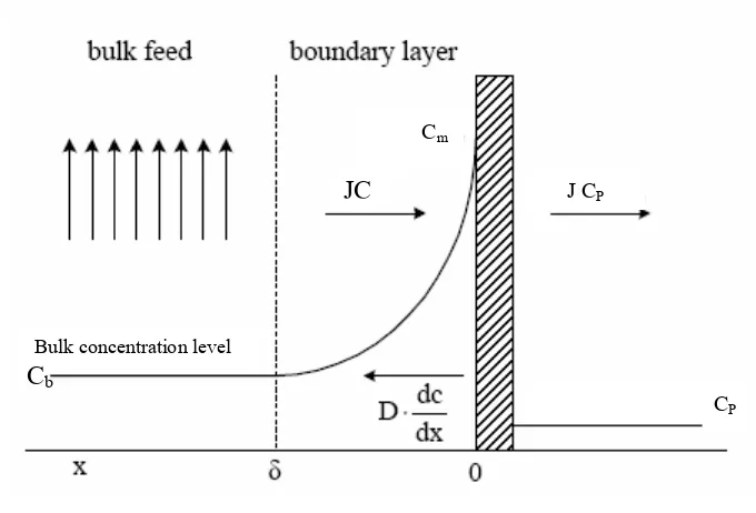 Gambar 10  Profil konsentrasi selama proses filtrasi dengan  membran (Mulder 1996)  