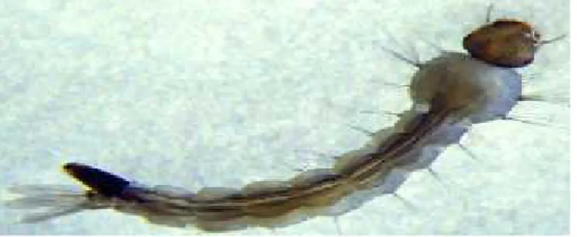 Gambar 3 : Larva nyamuk Ae.aegypti. Sumber : Soedarto, 2012 3. Pupa