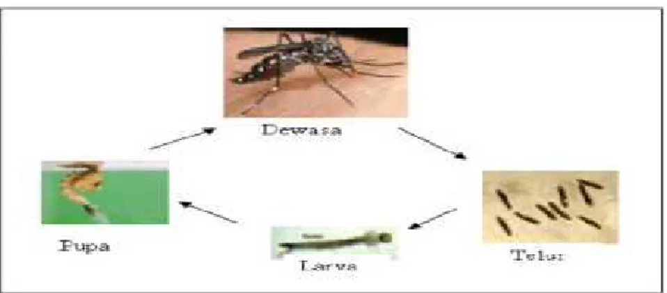 Gambar 6 : Siklus hidup nyamuk Aedes sp. Sumber : Soedarto, 2012