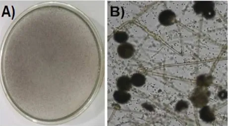 Figure 2. Morphology of A. charticola isolated from gathot. A) Colonies of A. charticola on PDA after 2 days of incubation (characterized by the pinkish colour)