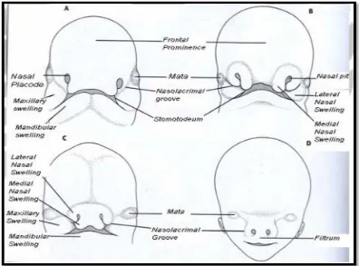 Gambar  4.  Wajah dilihat dari aspek Frontal. A, Embrio 5 minggu. B, Embrio 6  minggu