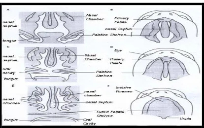 Gambar 5. Gambaran Frontal Embrio Usia 61septum. (Petterson, langit mencapai posisi horizontal