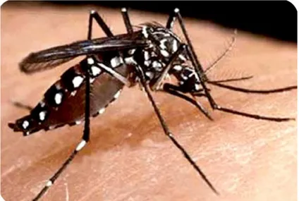 Gambar 5. Nyamuk Aedes aegypti  (Sumber : Farchanny, 2016, h.45) 