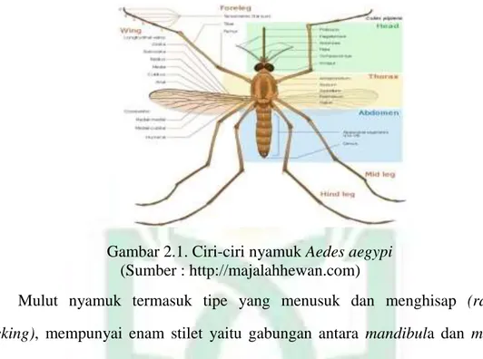 Gambar 2.1. Ciri-ciri nyamuk Aedes aegypi                           (Sumber : http://majalahhewan.com) 