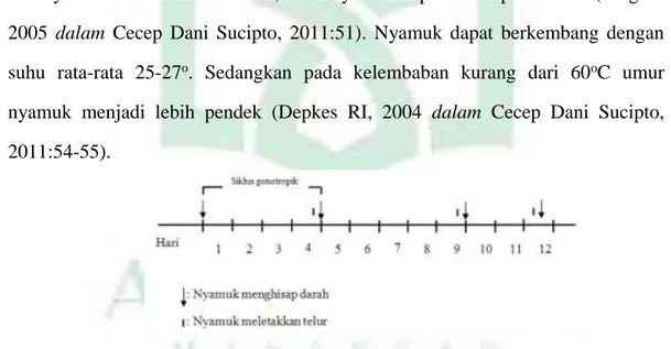 Gambar 2.3 Masa Hidup Nyamuk Aedes aegypti  (Sumber: Kemenkes RI, 2013) 