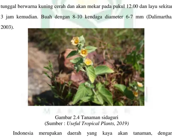 Gambar 2.4 Tanaman sidaguri  (Sumber : Useful Tropical Plants, 2019) 