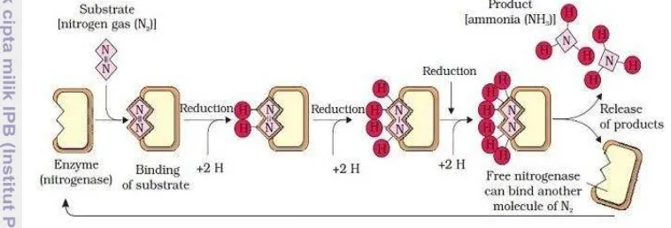 Gambar 2 Proses pengubahan N2 menjadi NH3 yang dikatalisis nitrogenase  (Kristian 2010) 