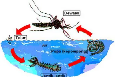 Gambar 1.Siklus hidup Aedes sp  (Sumber Depkes RI,1995)  a.  Telur Aedes sp 