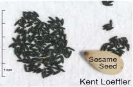 Gambar 2. telur Aedes sp  (Sumber Kemenkes RI,2015) 