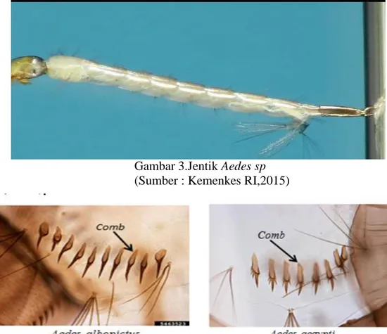 Gambar 3.Jentik Aedes sp  (Sumber : Kemenkes RI,2015) 