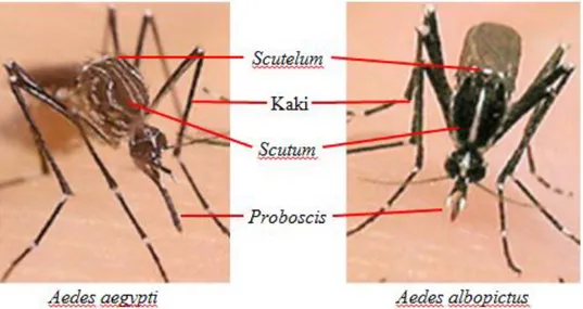 Gambar 7. nyamuk Aedes aegypti dan Aedes albopictus   (Sumber CDC,2019) 