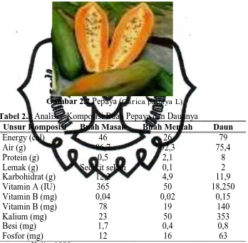 Gambar 2.2 Pepaya (Carica papaya L) 