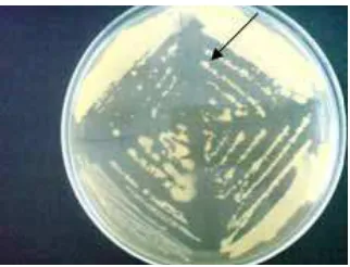 Gambar 3. Koloni Bakteri R. solanacearum di Media YPGA Pada Cawan Petri 