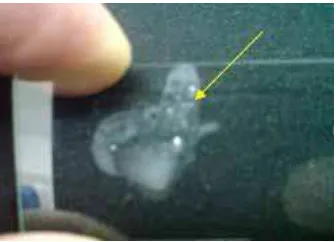 Gambar 5. Gelembung-Gelembung Kecil Hasil Uji Katalase Pada Bakteri R. solanacearum 