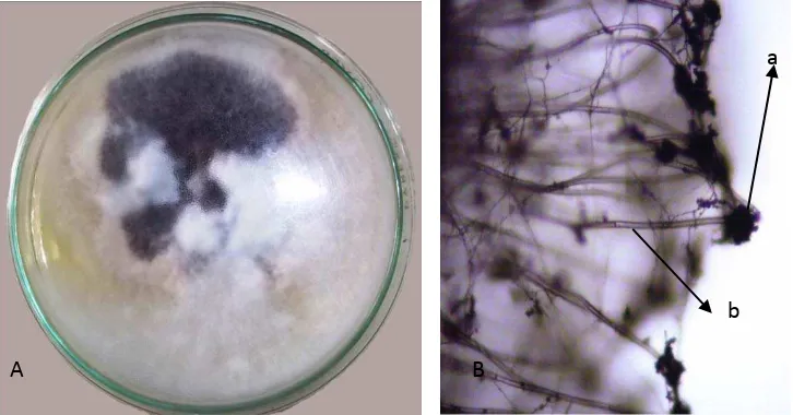 Gambar 4. Aspergillus sp koloni umur 14 hari pada media PDA (A); dan foto mikroskopik (B), konidia (a),  konidiofor (b) 