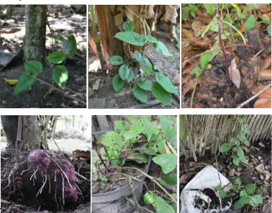 Gambar 1. Ubi kelapa (Dioscorea alata L.) yang ditemukan di kecamatan Sei Rampah, kecamatan Pantai Cermin dan Kecamatan Dolok Marsihul