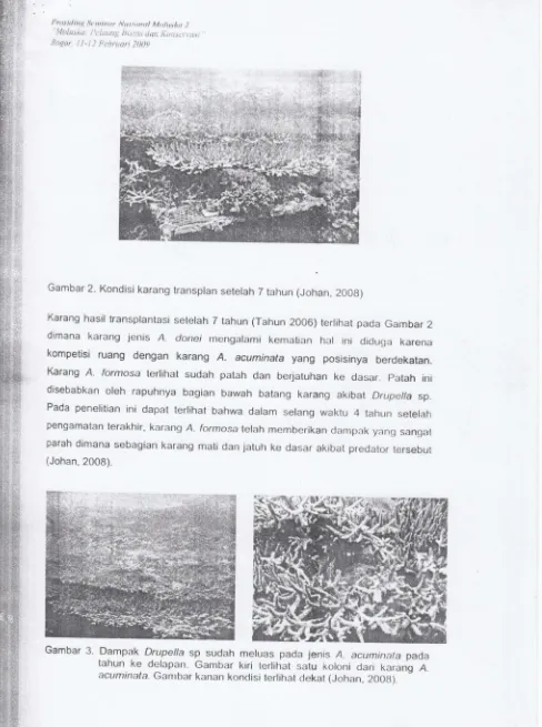 Gambar 2. Kondisi karang transplan setelah 7 tahun (Johan, 200g)