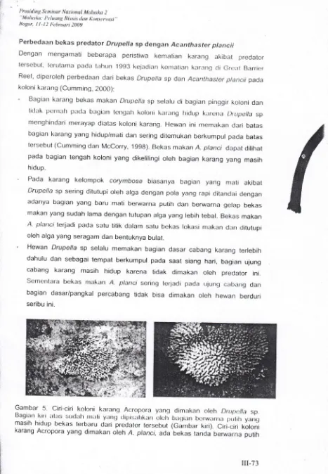Gambar 5 Bagian Ciri-ciri koloni karang Acropora yanq dimakan oleh Drrrpclla kirr alirs sp.suclitlt rrrati yirng <liPi:;irirkan ololr birqiarr berwlrrra ptrtilr yang