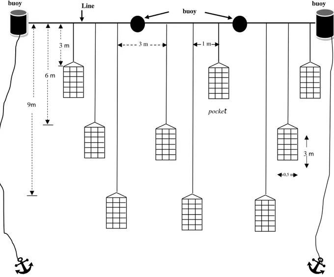 Gambar 2. Diagram metode tali rentang (long line method) pada perlakuan pemeliharaan  dengan 3 kedalaman yang berbeda 