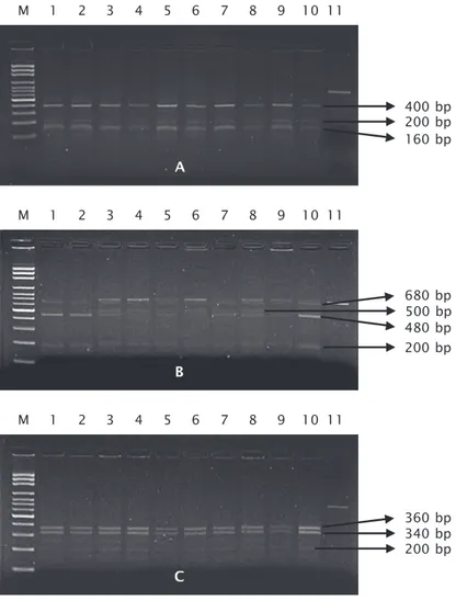 Figure 7. Results of cutting of the PCR product of pearl oyster (F0) by using three kinds of restriction enzymes Dde I (A), Msp I (B) and Taq I (C)