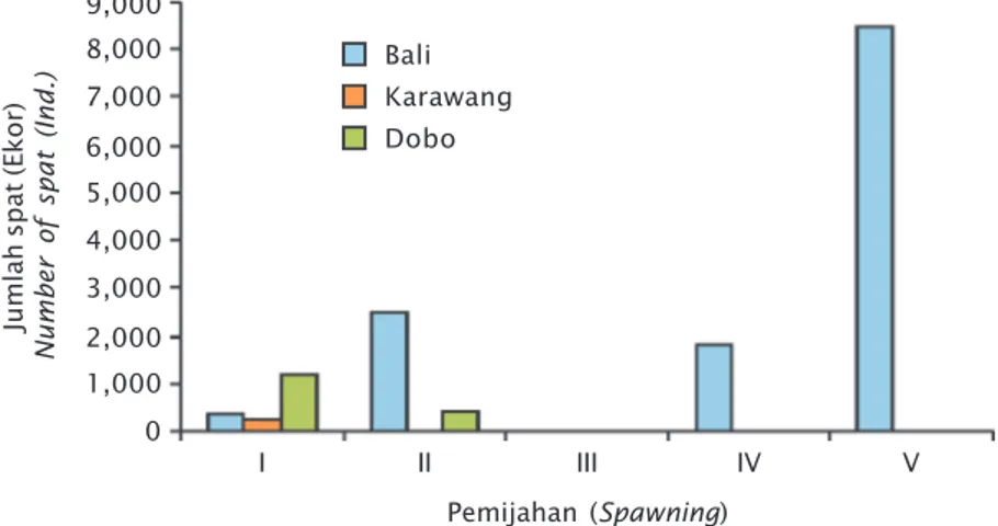 Figure 3. Number of spat stocked at sea from each of spawning from the natural broodstock of pearl oyster