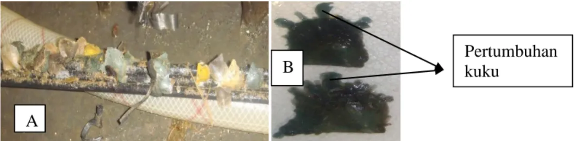 Gambar 3. A) Tipe penempelan benih tiram mutiara. B) Juvenil dengan pertumbuhan cangkang muda (kuku)  Tabel 4