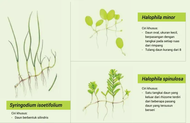 Gambar : Seagrass Watch