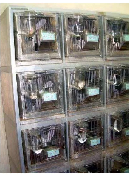 Gambar 5. Hewan percobaan kelinci yang digunakan untuk memproduksi APAB1 dipelihara dalam kandang bertingkat (Lokasi: Ruang Pemeliharaan Hewan, Laboratorium Monitoring Hewan PT