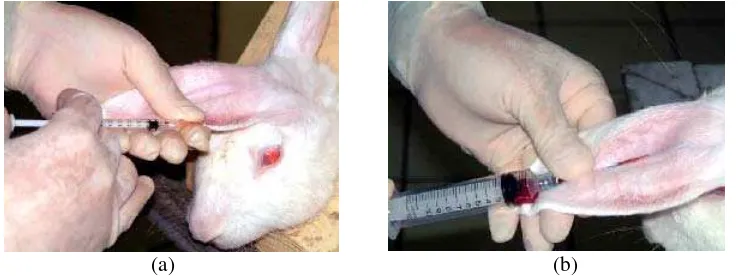 Gambar 6.  Penyuntikan PAB1 kepada hewan coba kelinci melalui v. auricularis (a).  Serum diambil setiap lima hari setelah penyuntikan untuk dilakukan pemantauan keberadaan dan titer APAB1 (b) 