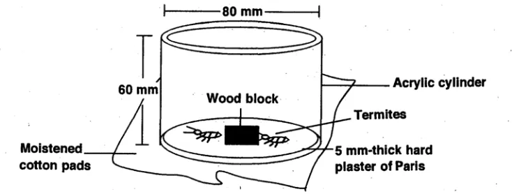 Gambar 16. Pengujian ketahanan terhadap serangan rayap (JWPA-test) 