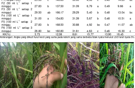Tabel 2.  Pengaruh kombinasi  interval dan konsentrasi Pupuk Organik Cair terhadap komponen hasil tanaman padi hitam Jileteng 
