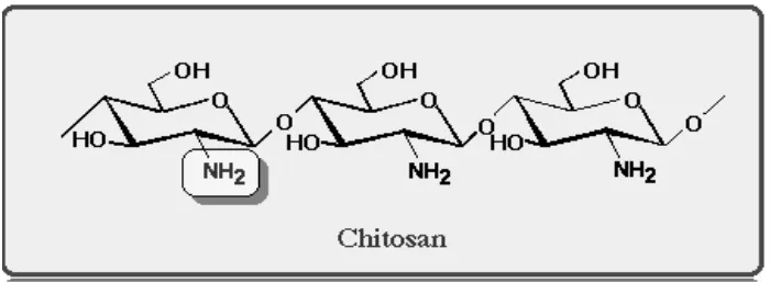 Gambar 12. Struktur kimia kitosan (Suptijah, 2006; Latar, 2007) 