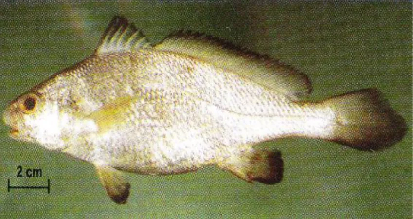Gambar 2. Ikan Gulamah (Johnius belangerii) 