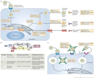 Gambar 2.5 Reaksi imun pada infeksi Virus Dengue (Rothman, 2010) 