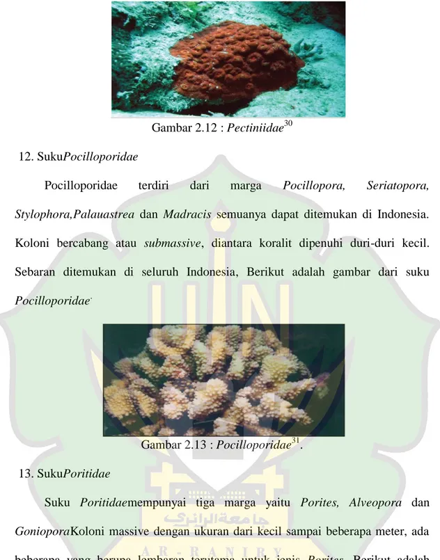 Gambar 2.13 : Pocilloporidae 31 .  13. SukuPoritidae 