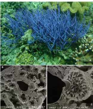 Gambar  1. Morfologi  dan  Struktur  Internal  Sponge:  a)  Callyspongia  samarensis  dan Haplosclerida, Ternate, Provinsi  Maluku, Indonesia (foto N.J