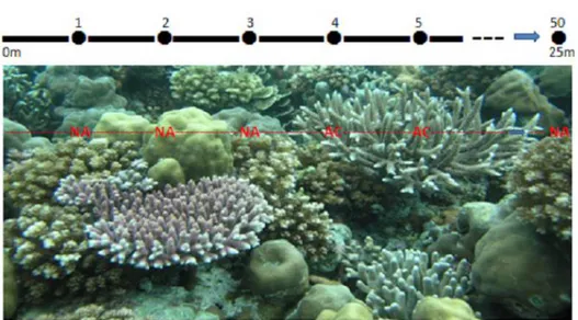 Gambar 3. Skema cara pencatatan data karang hidup, biota lain dan substrat  dasar terumbu karang dengan metode PIT (Manuputty  dan  Djuwariah, 2009)