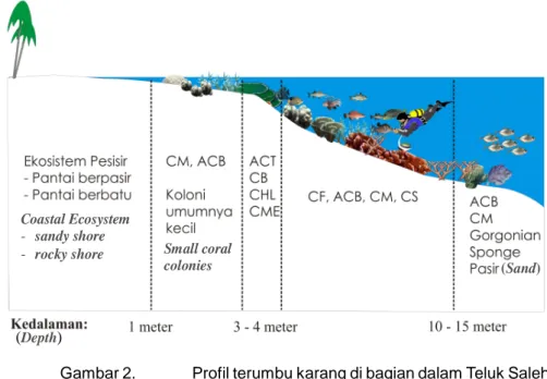 Gambar 2. Profil terumbu karang di bagian dalam Teluk Saleh. Figure 2. Coral reef profile inside of Saleh Bay.