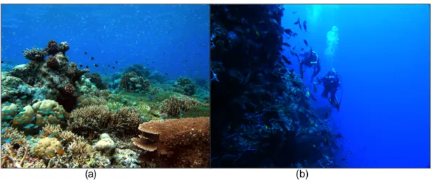 Gambar 3. Profil terumbu karang pada rata-rata (a) dan lereng terjal (b) di Labuhan Haji
