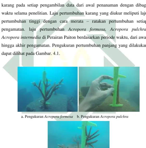 Gambar 4. 1 a. Pengukuran Acropora Formosa; b. Pengukuran Acropora pulchra; c.  Pengukuran Acropora intermedia